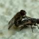 biting flies in wisconsin
