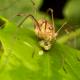 biting spiders in virginia