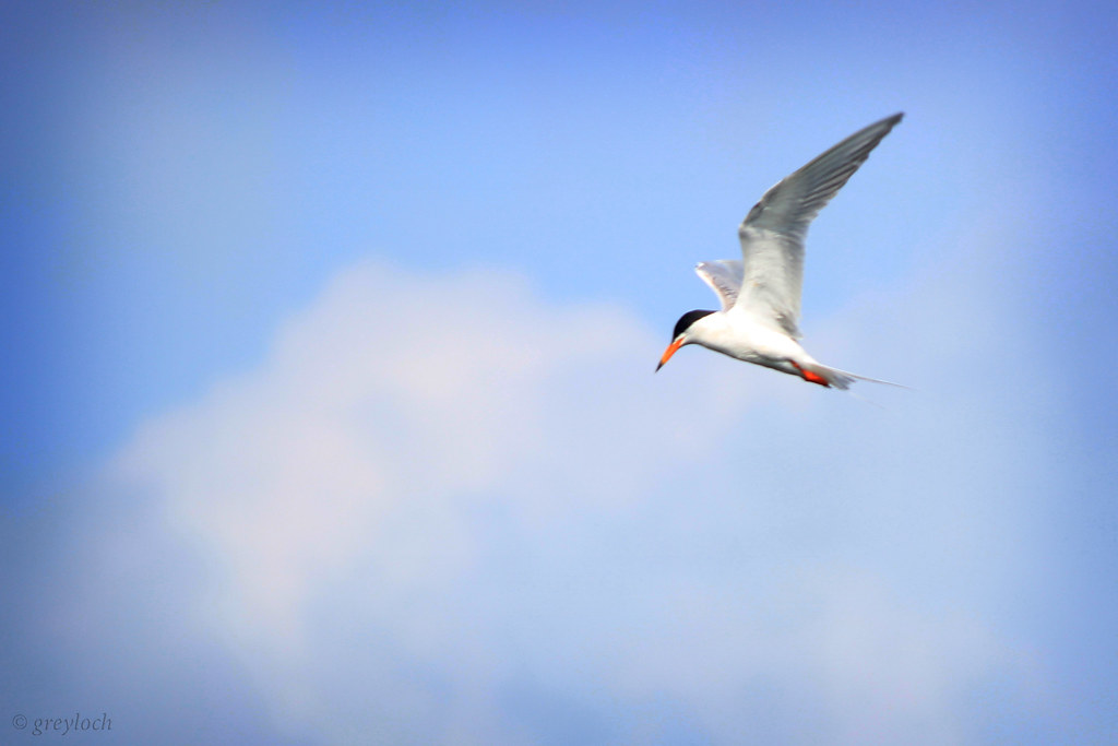 Forster's Tern