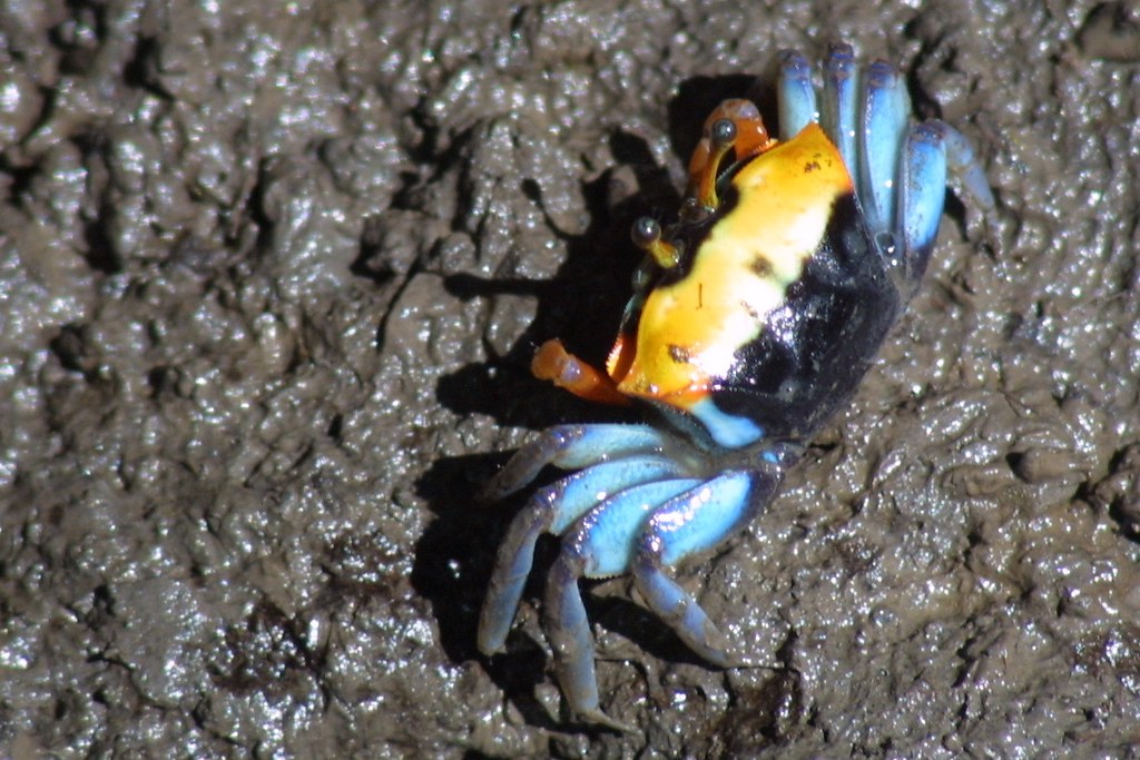 Mud Crab / Mangrove Crab