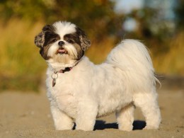 what breeds make a shih tzu