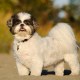 what breeds make a shih tzu