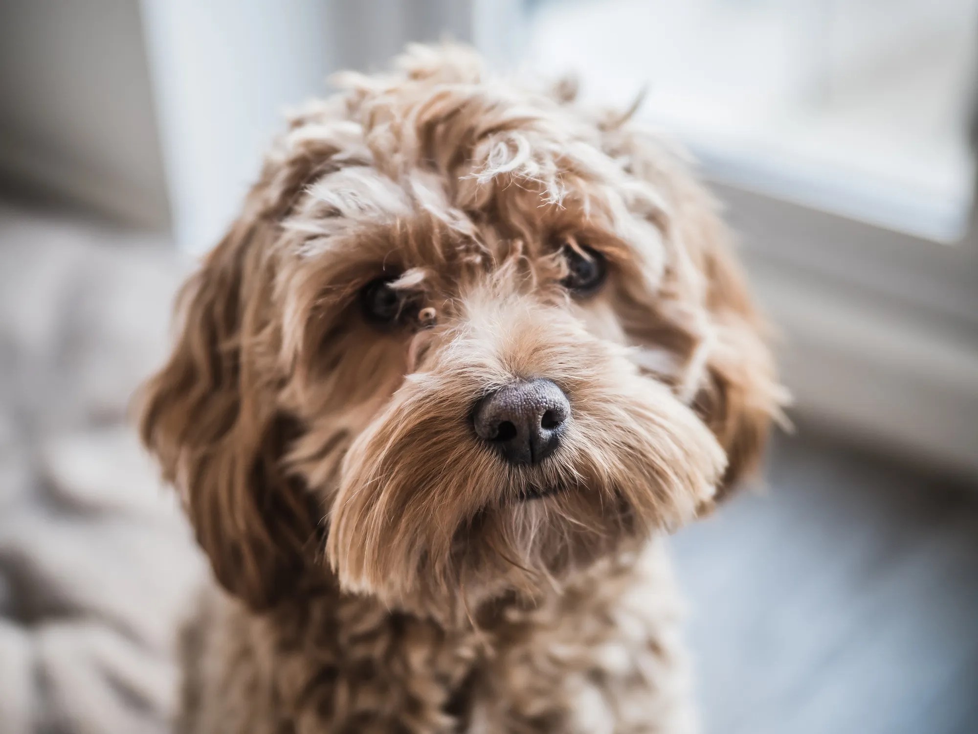 What Breeds Make a Cockapoo