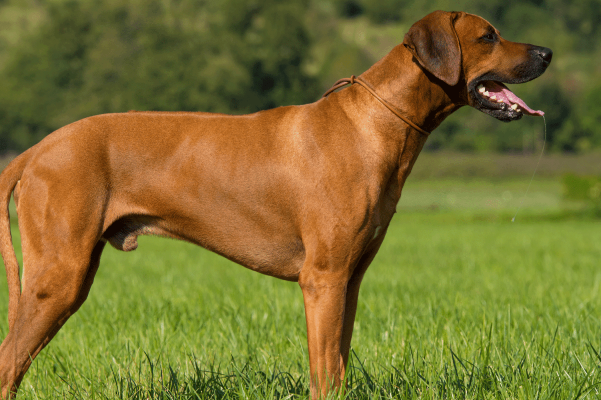 What Breeds Make a Rhodesian Ridgeback