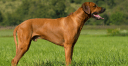 What Breeds Make a Rhodesian Ridgeback
