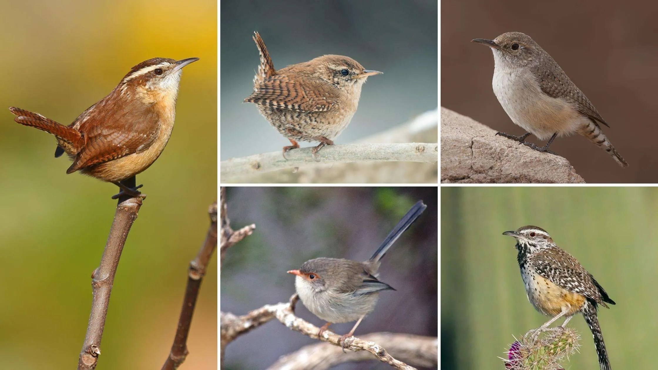 different types of wrens