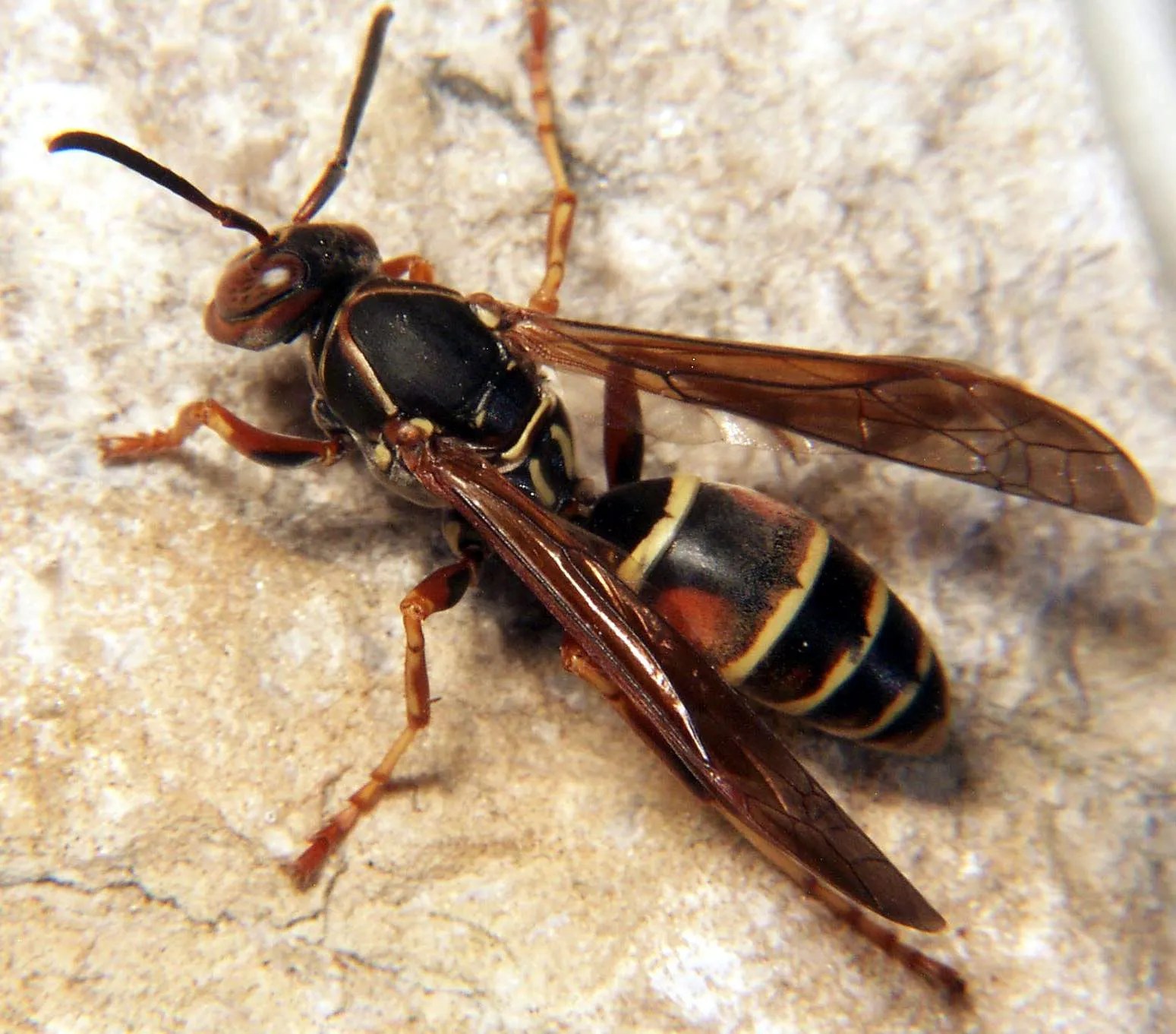 Stinging Insects in Puerto Rico