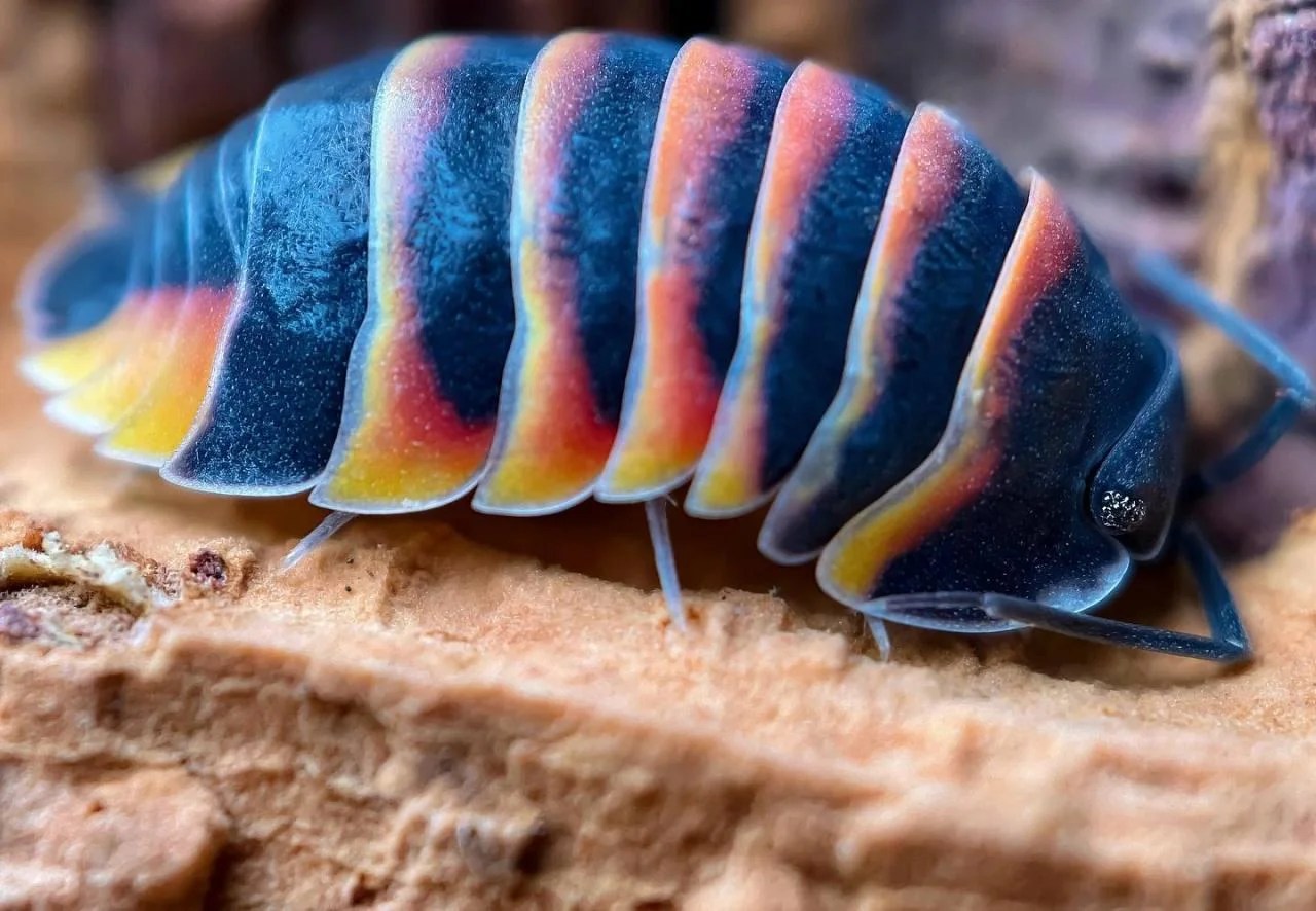 Isopods