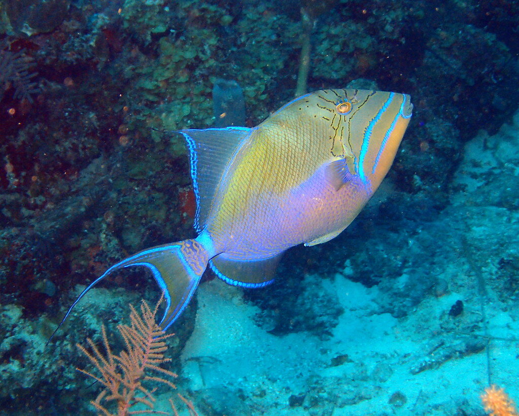 Queen Triggerfish