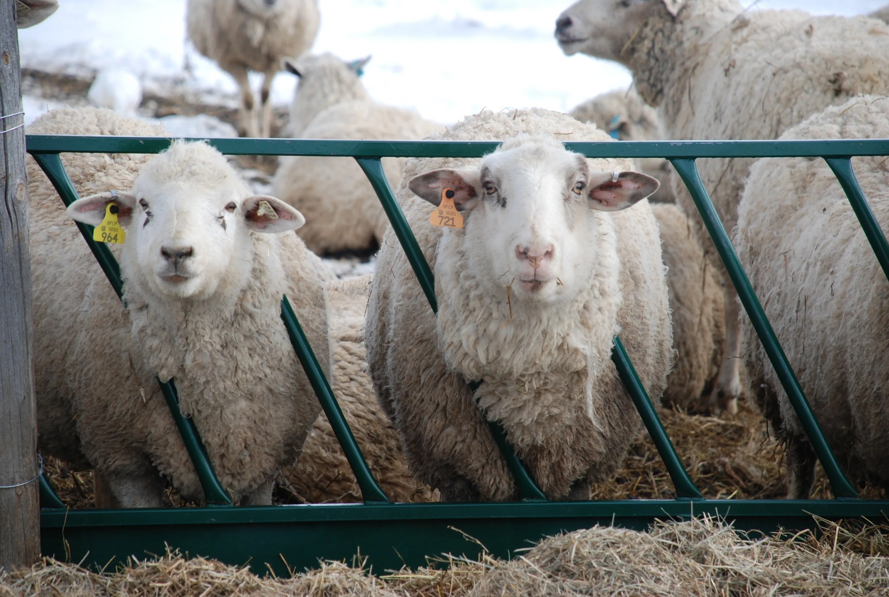 Scrapie eradication program in Wyoming