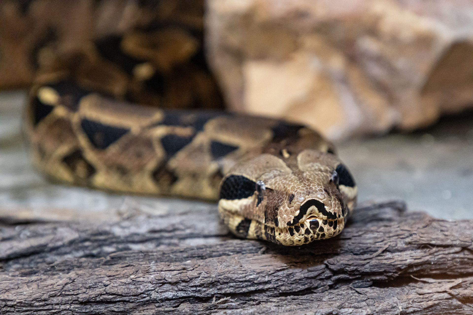 Can You Own a Python in Alaska