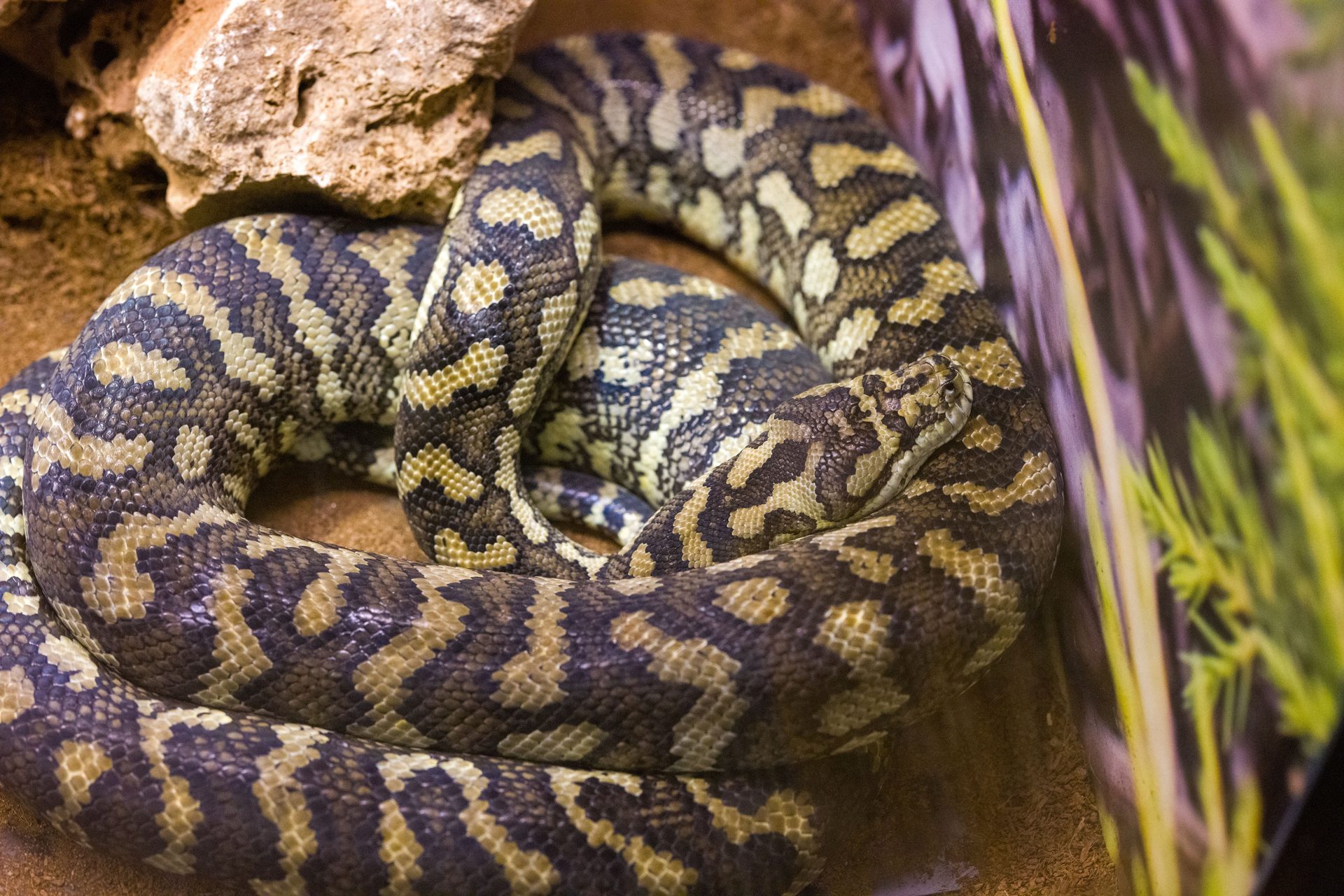 Can You Own a Python in Arizona