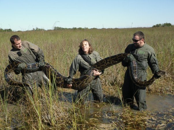 Can You Own a Python in Colorado