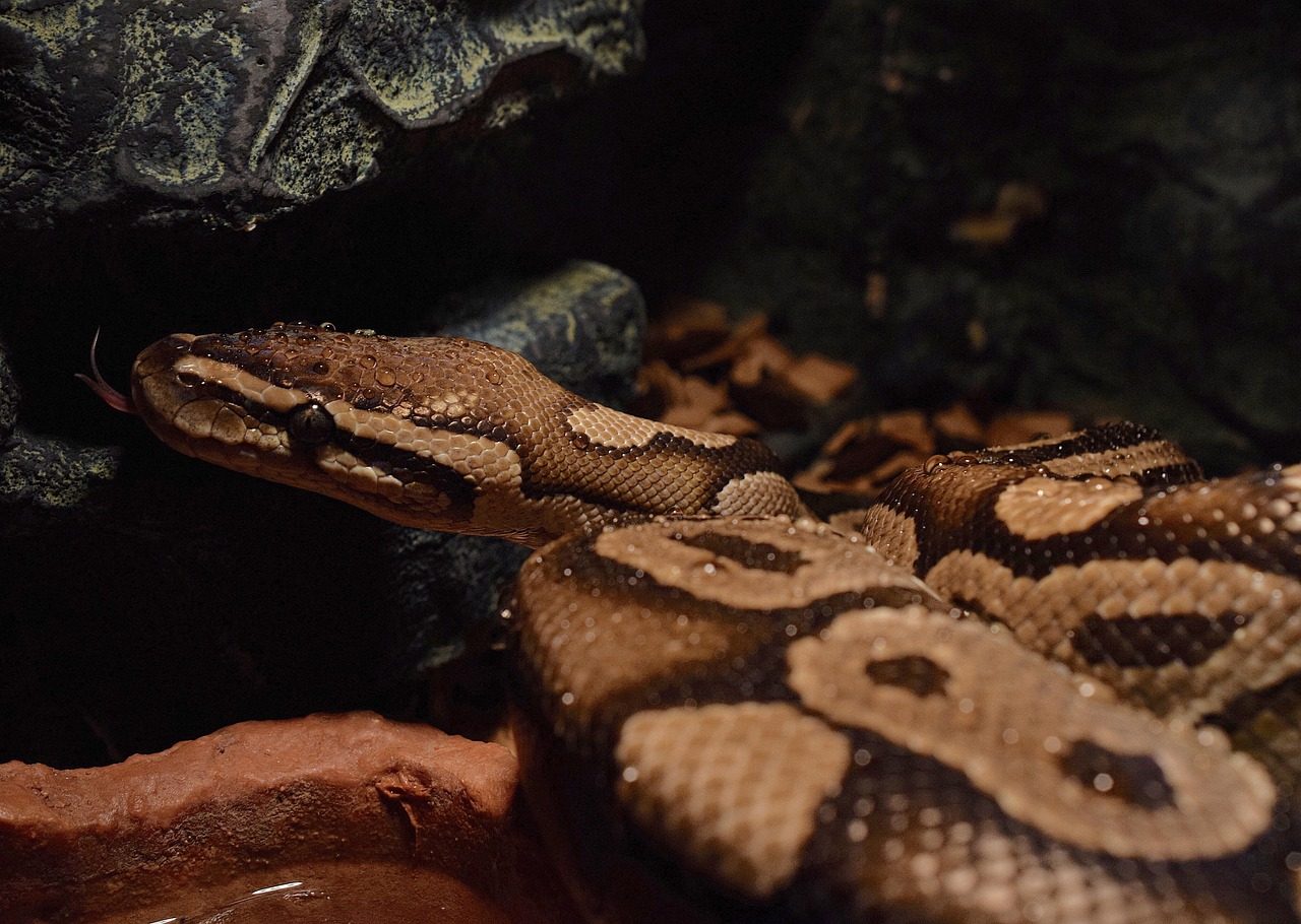 Can You Own a Python in Delaware