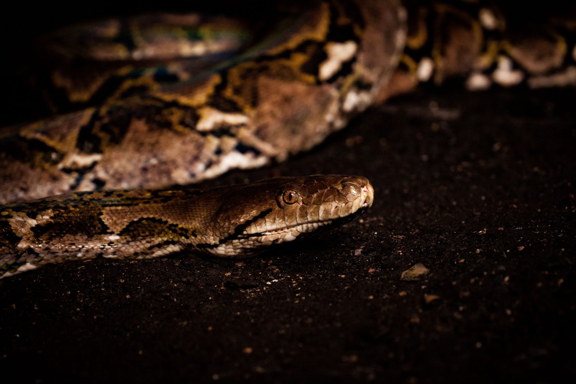 Can You Own a Python in Florida