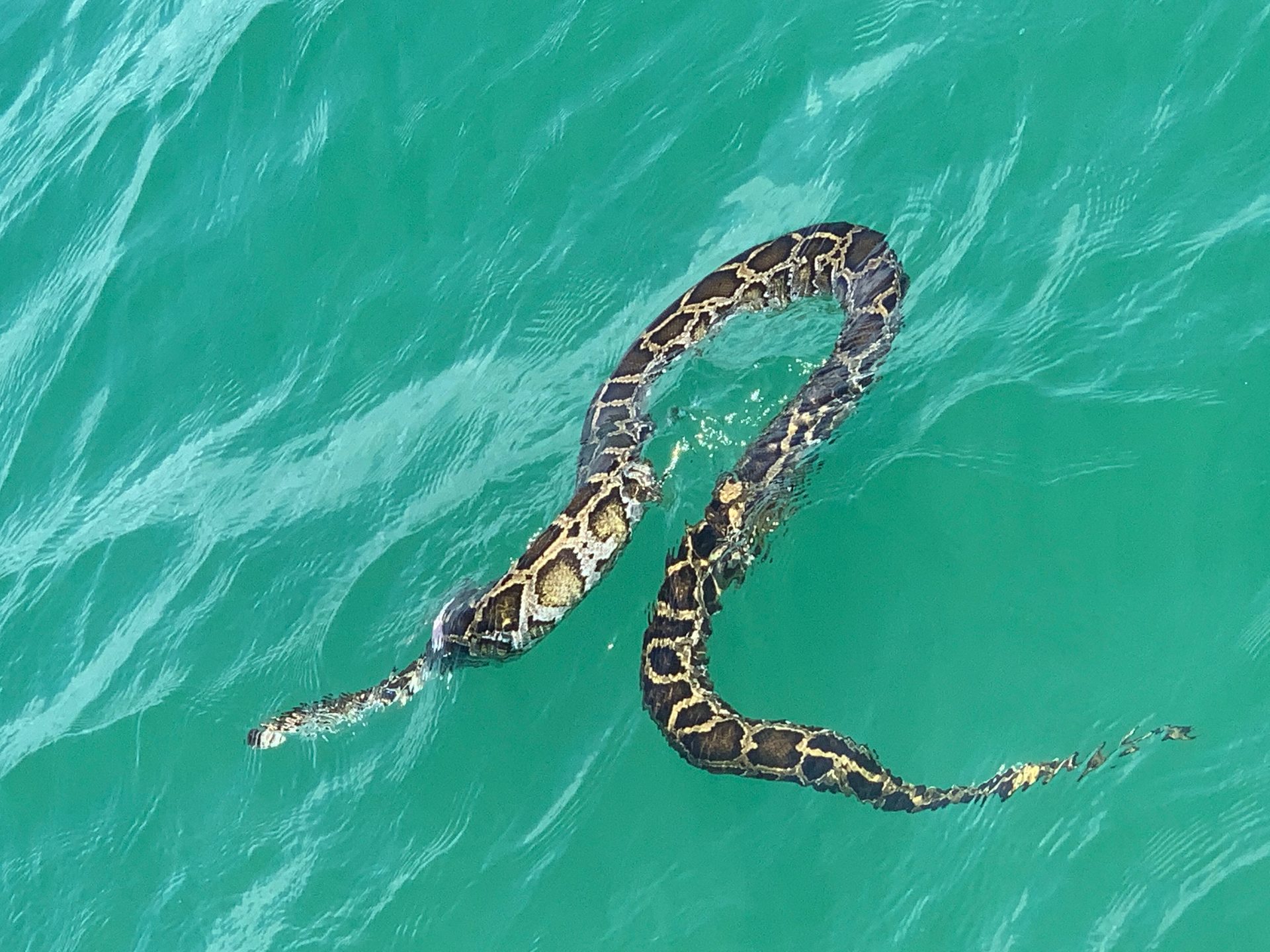 Can You Own a Python in Indiana