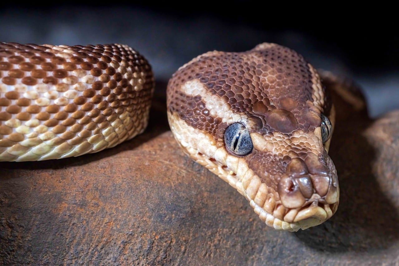 Can You Own a Python in Iowa