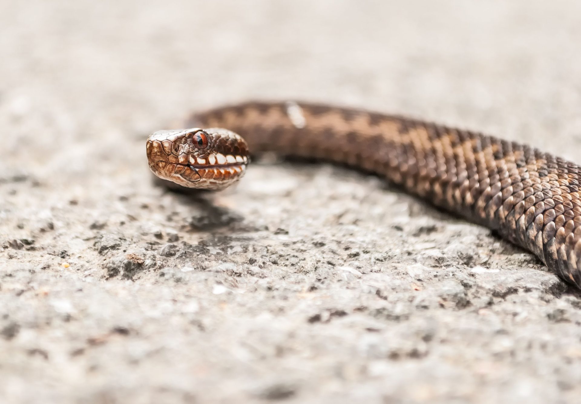 Can You Own a Python in Kansas