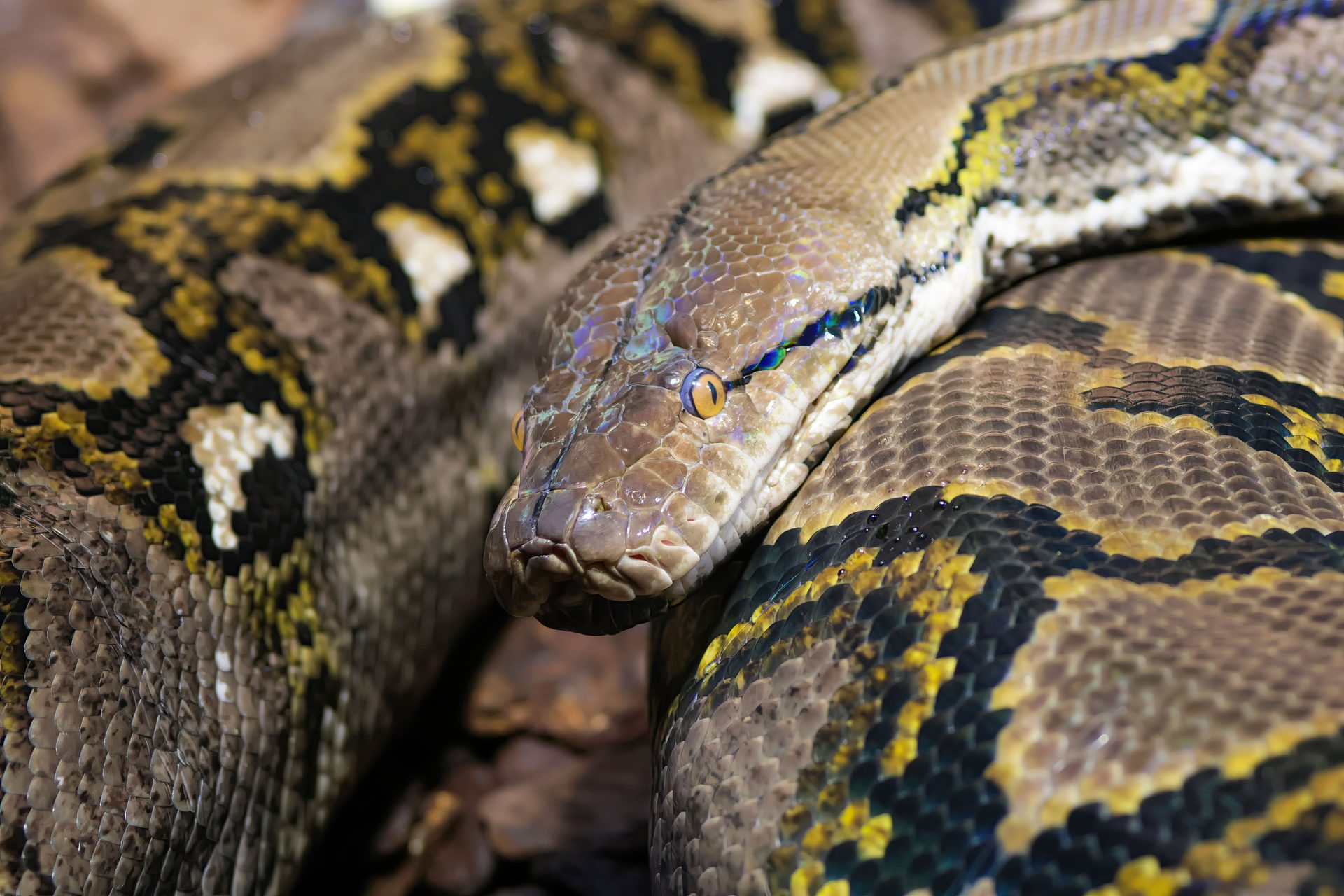 Can You Own a Python in Michigan