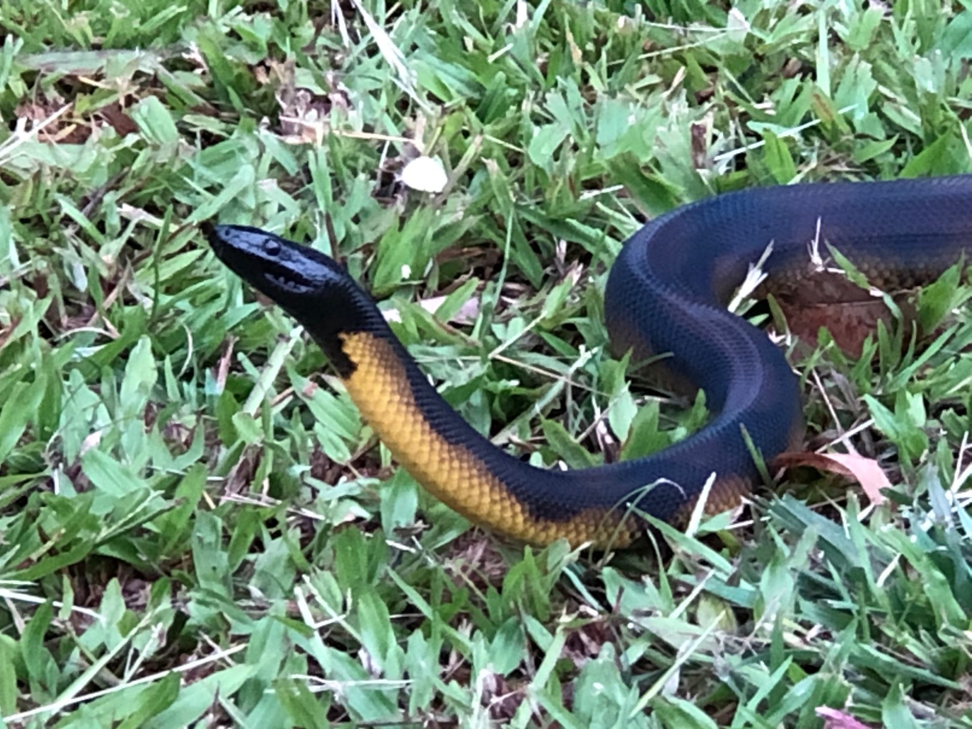 Can You Own a Python in Nebraska