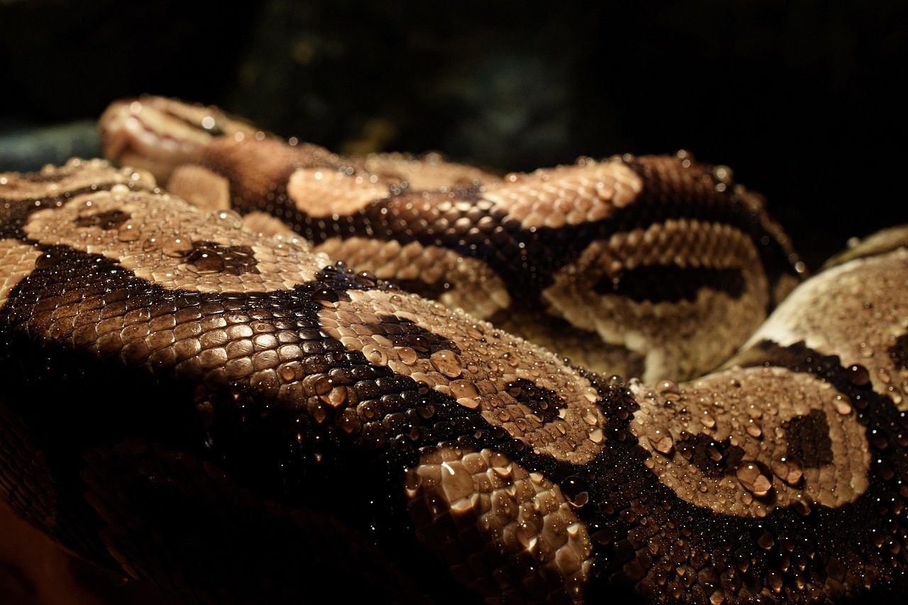 Can You Own a Python in Oregon