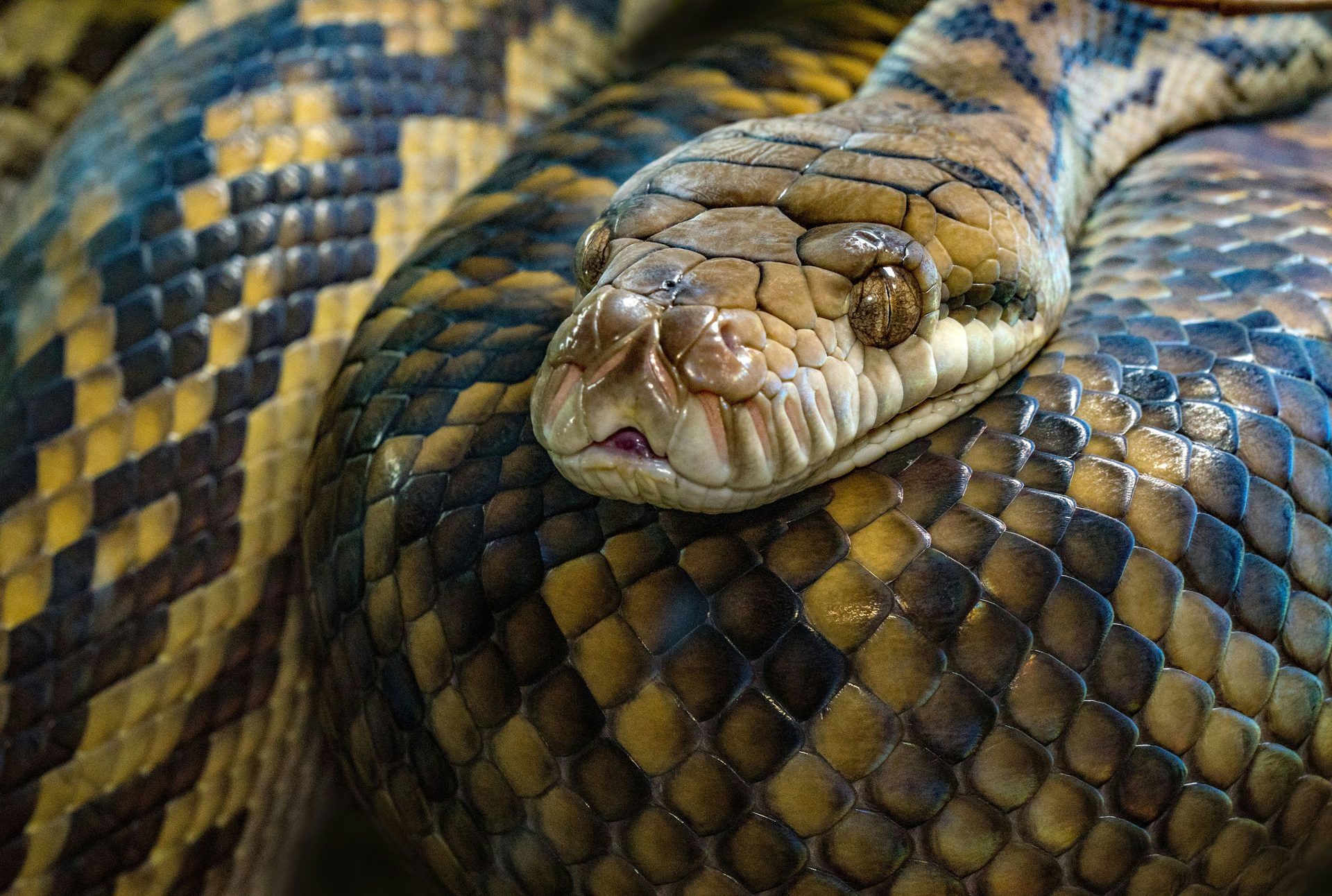 Can You Own a Python in Virginia