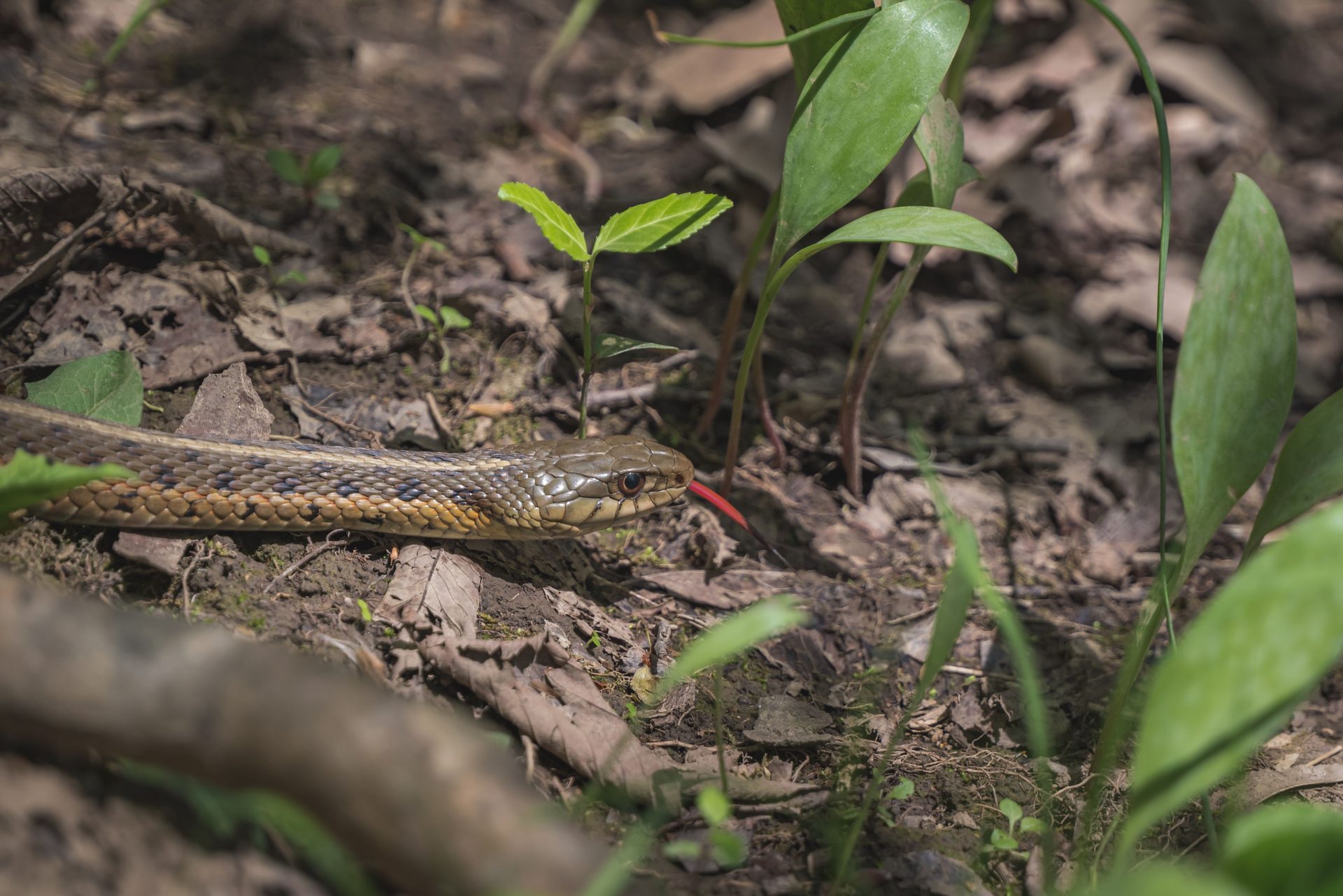 Can You Own a Python in Wisconsin