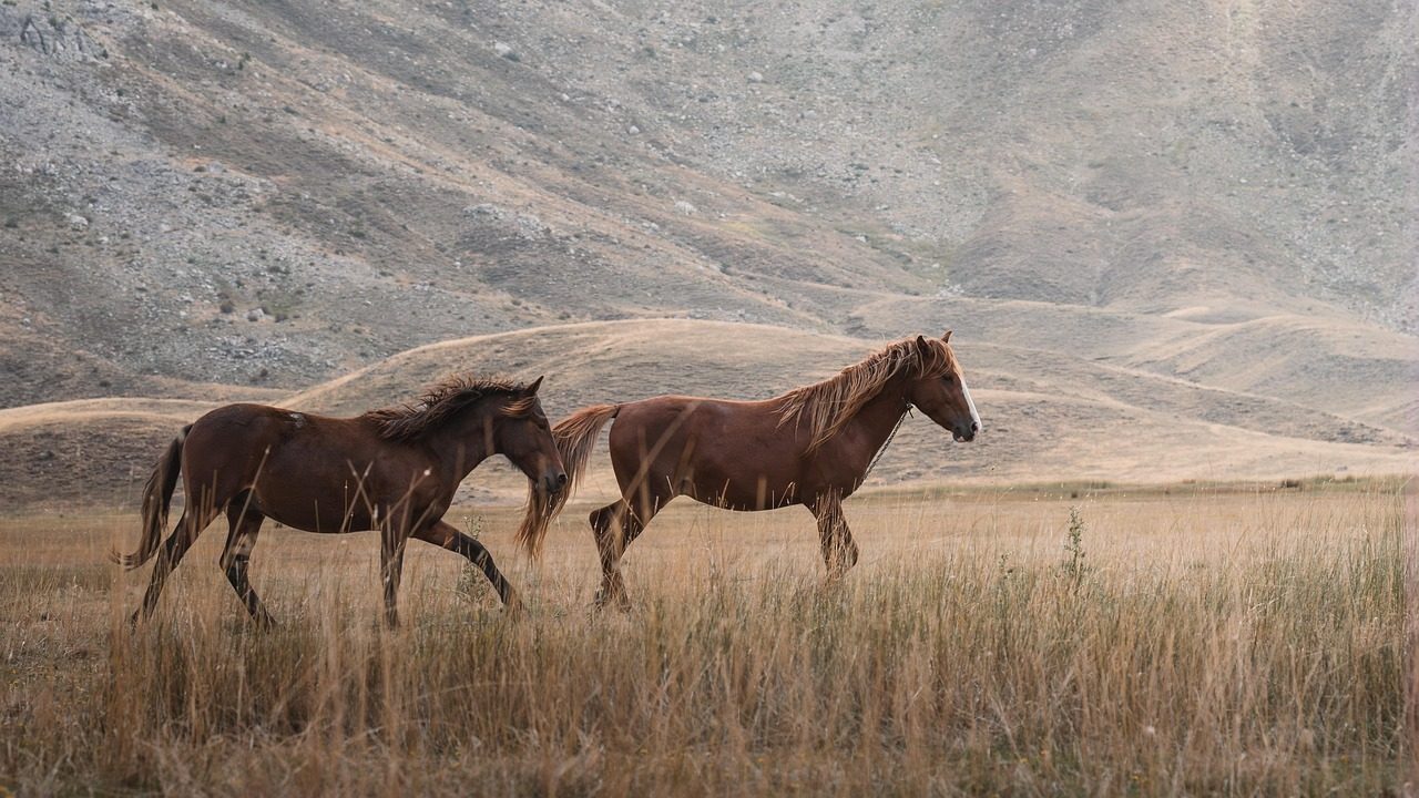 Grazing Rights in Oregon