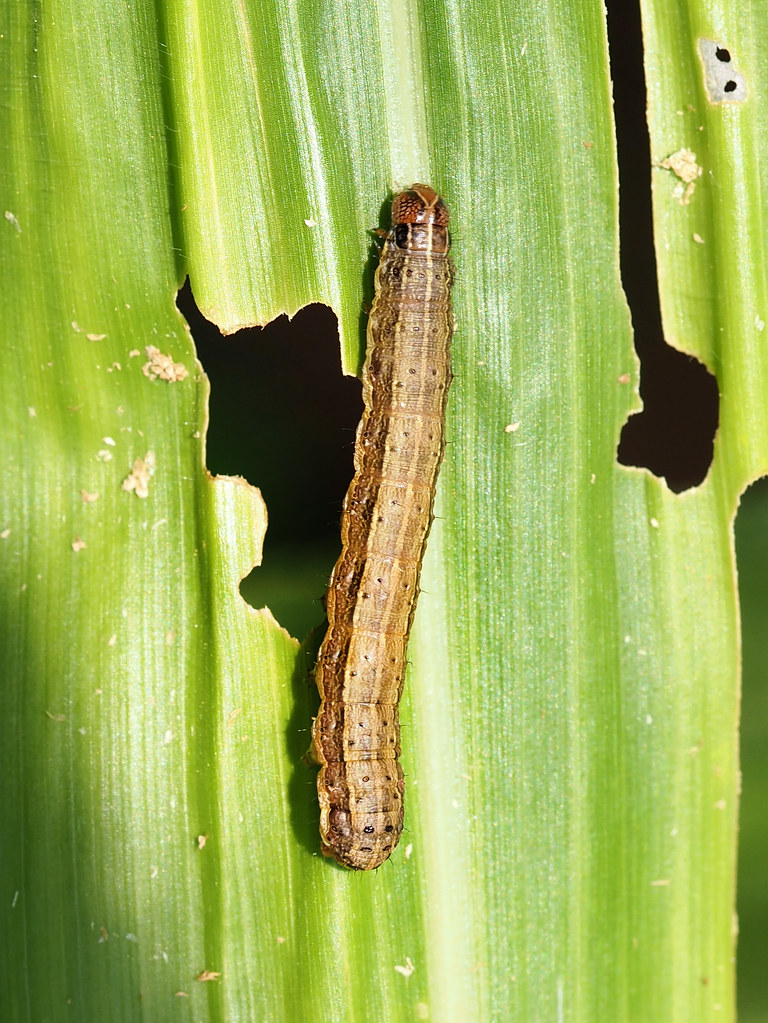 Fall Armyworm