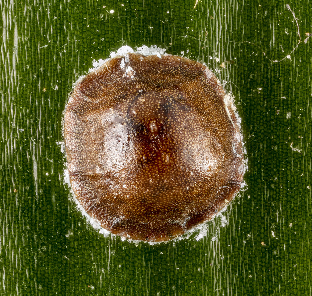 Scale Insects