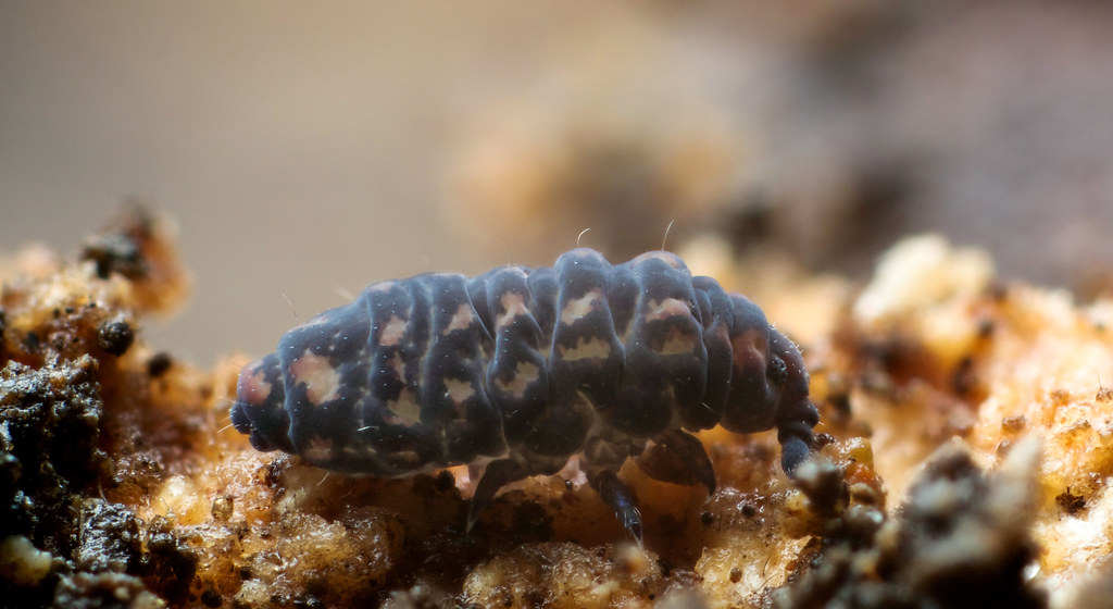 Springtails