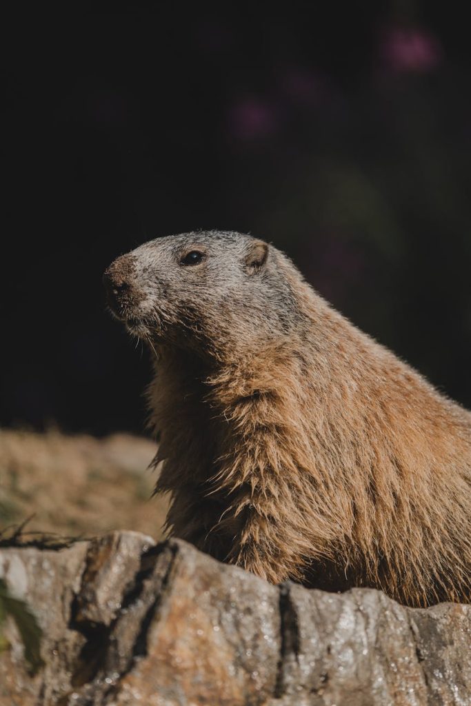 close up of a marmot