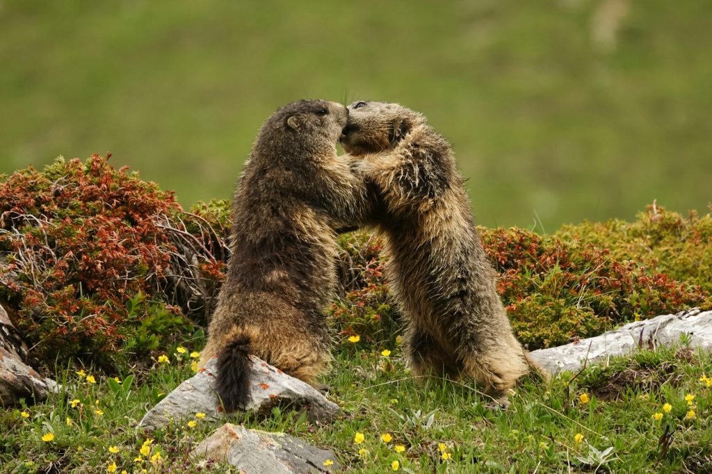 pair of marmots playfully fighting in vanoise