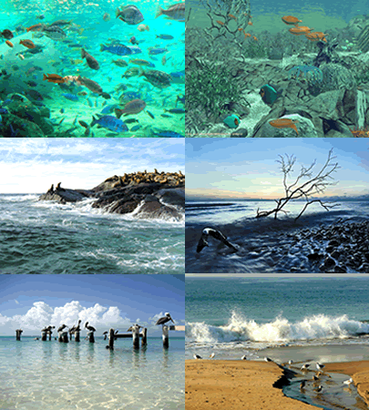 For a plant, a good habitat must provide the right combination of light, air, water, and soil. Habitats And Adaptations Animals And Their Habitats