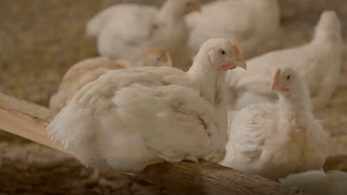 A white feathered, higher-welfare breed chicken sitting on a wooden perch. Several other chickens are on the floor of the shed in the background.