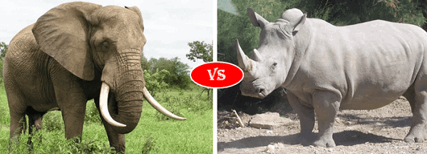 African Bush Elephant vs. White Rhino fight comparison  