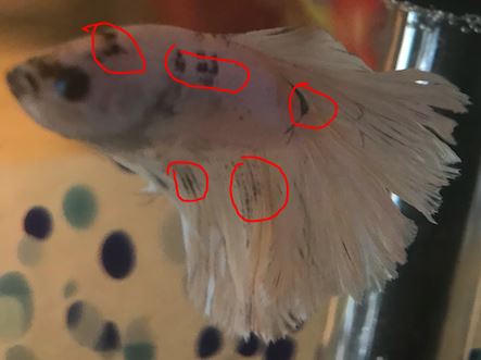 3 tips to prevent black spots on betta fish