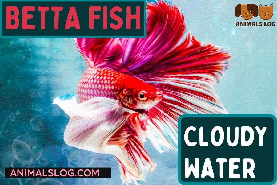 Betta fish cloudy water: a complete guide