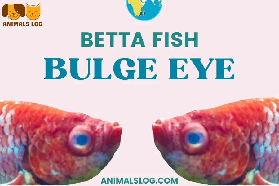 Do i need to worry about betta fish eye bulge?