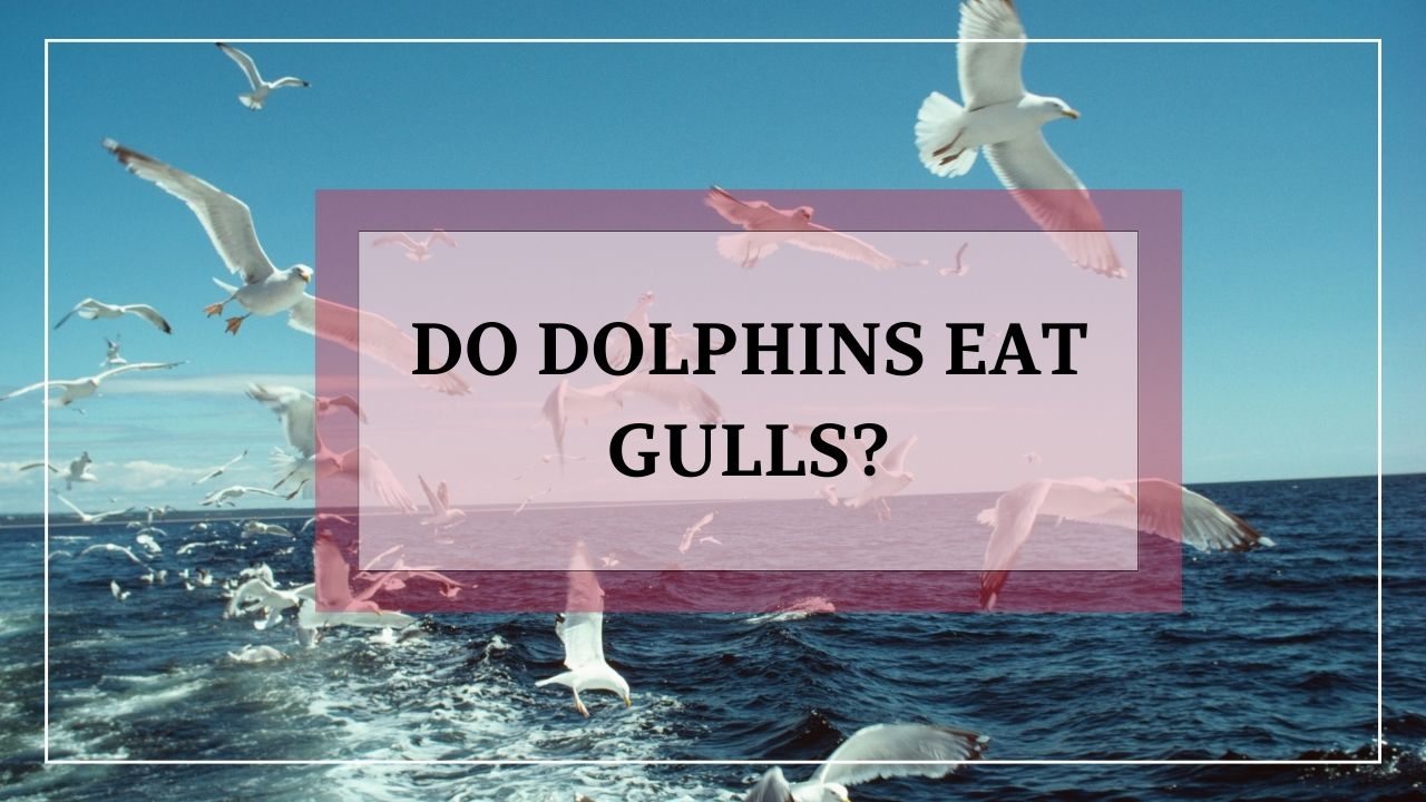 The Unexpected Predator Do Dolphins Eat Gulls? Animalsman