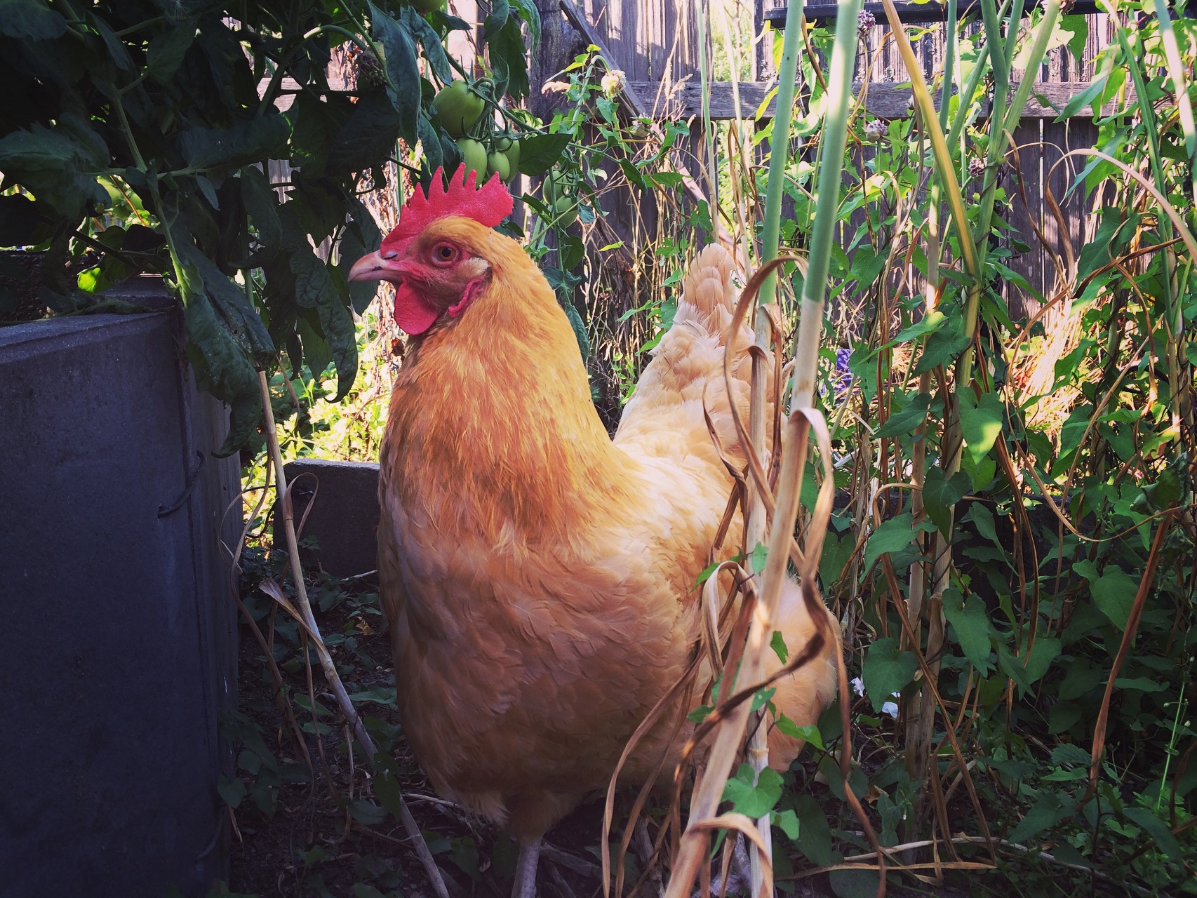 Caring for backyard chickens Animals of the Pacific Northwest