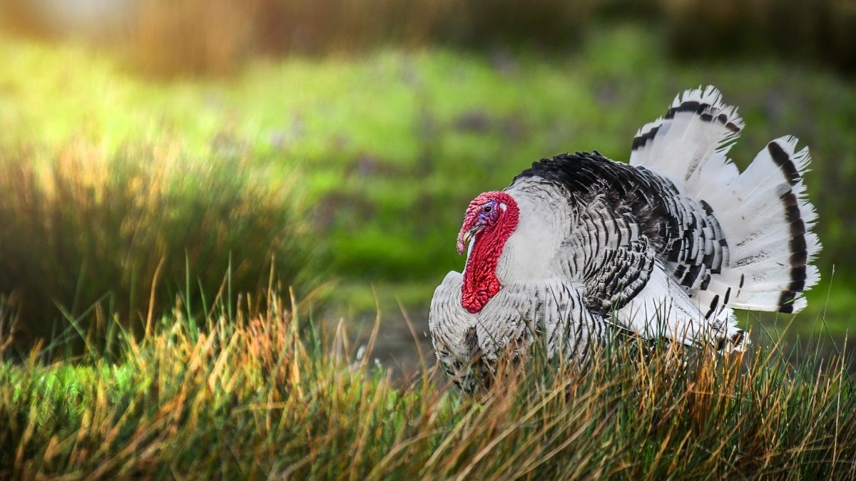 Behind the Breed Domestic Turkey Breeds Animals of the Pacific Northwest