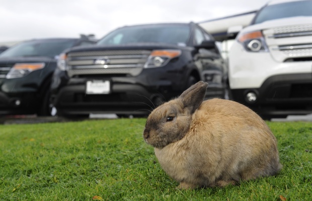 Rabbitats Rabbit Rescue, Vegan Pride, and Bryant Terry's The Inspired ...