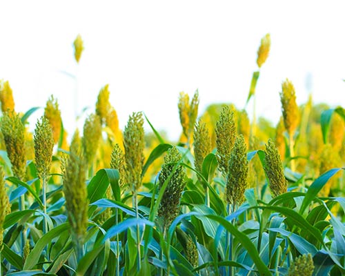 JOWAR