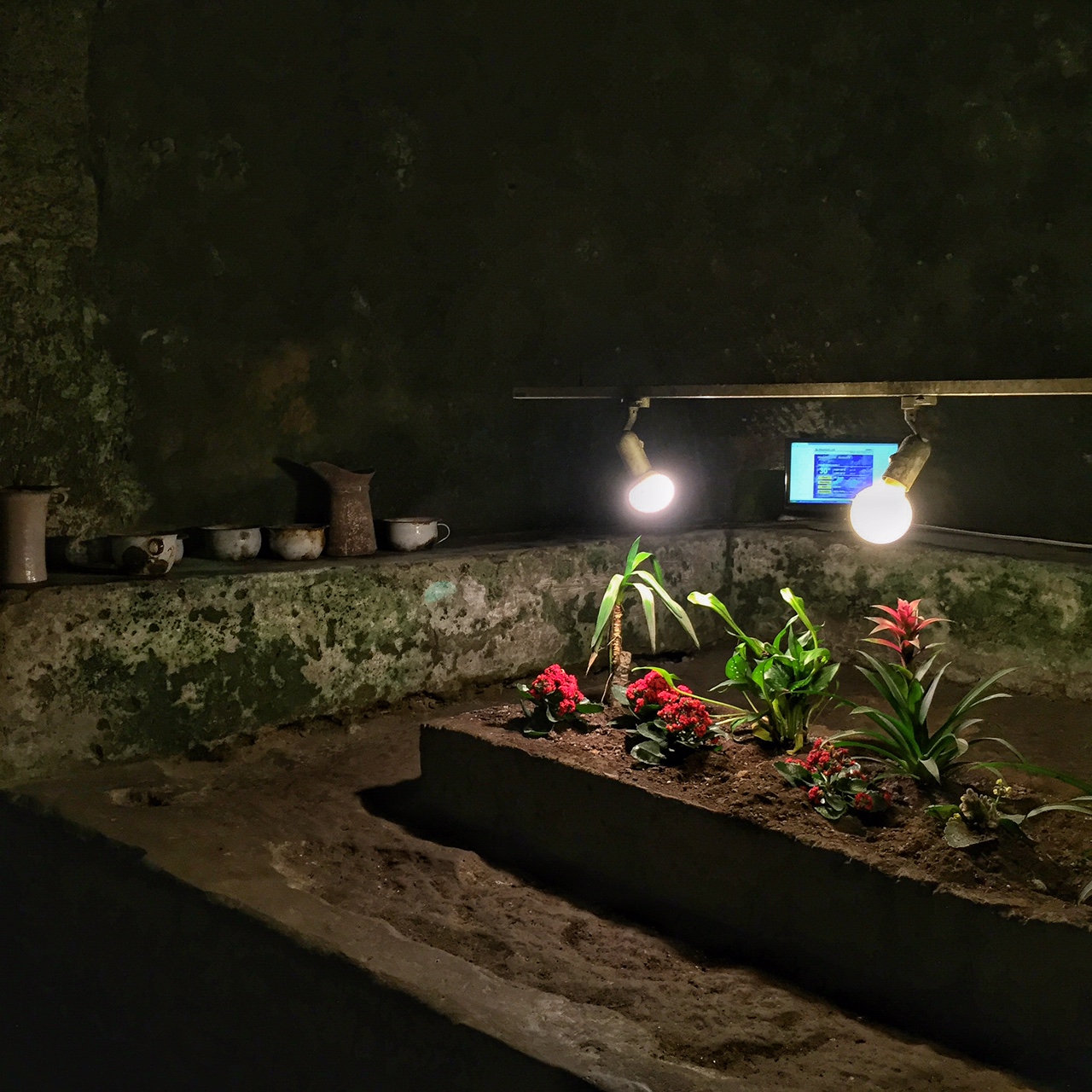 Napoli sotterranea. Alcuni anni fa è stato bandito un concorso per valorizzare ed utilizzare gli ambienti sotterranei. Il progetto vincitore prevedeva la coltivazione di alcune piante. Il progetto non è mai stato realizzato interamente, ma alcune piantagioni sono state coltivate: basilico, ad esempio, e altre piante che sopravvivono grazie all'umidità e all'utilizzo di lampade a led ad energia solare, ricreando così l'alternanza del giorno e della notte. (foto: Anna Luciani)