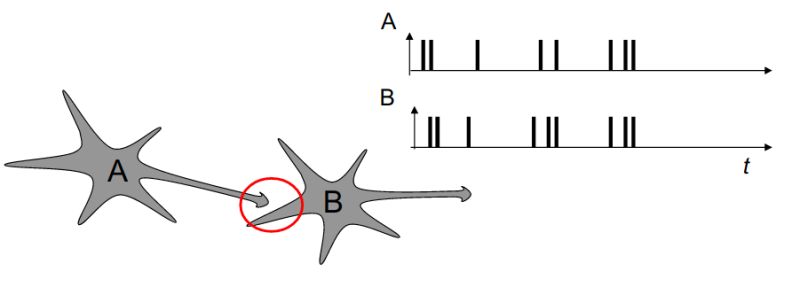 Bcm Learning Rule Annarchy 5 0 0 - Best Light Backgrounds in 4K