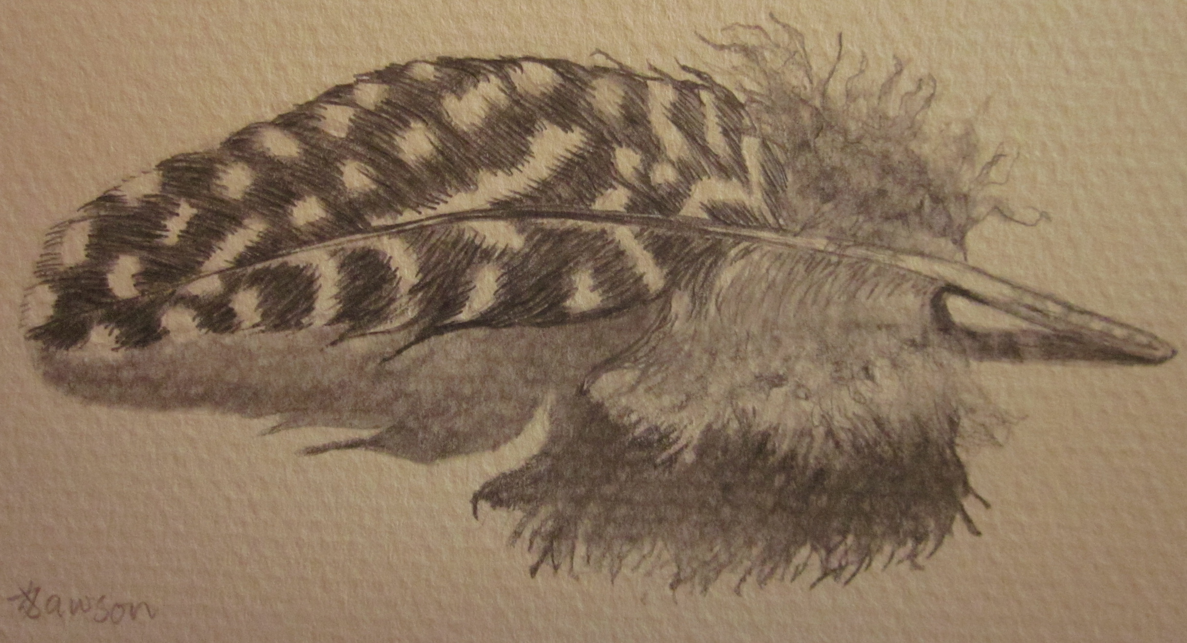 Image and photo copyright: Anne Lawson 2012