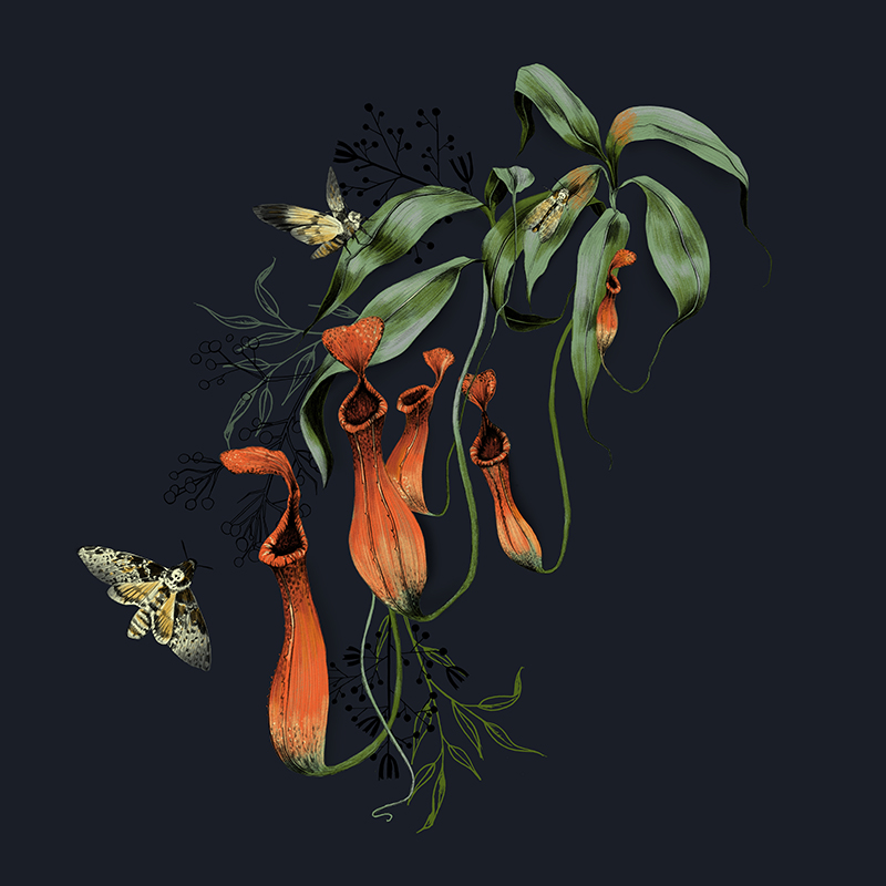 LASC_Personal_Pitcherplant © La Scarlatte