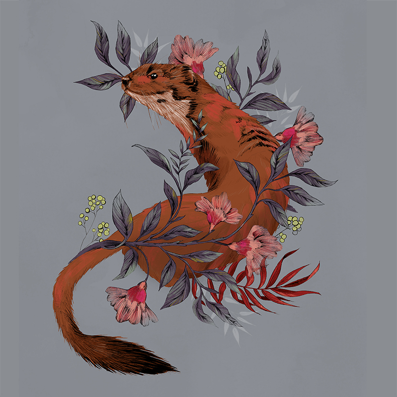 LASC_Personal_StoatInFoliage © La Scarlatte