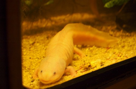 Axolotl